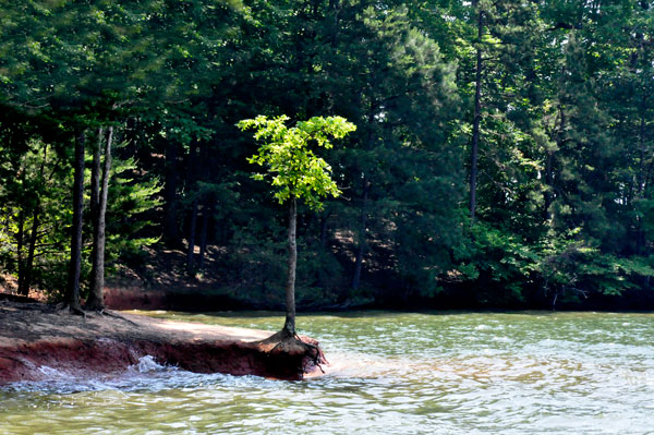 a single tree on a peninsula