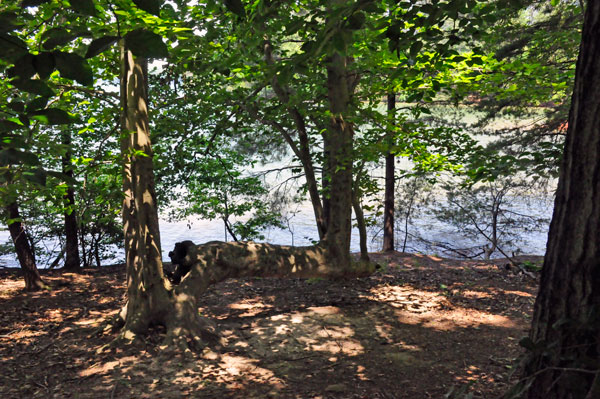 camel tree