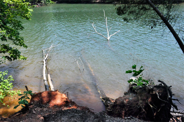 tree branches in Lake Norman