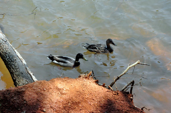 ducks at Lake Norman