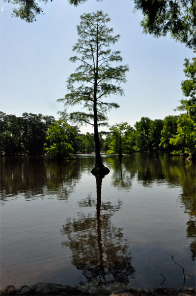 tree and reflection in the pond
