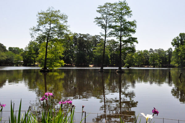 trees and reflections in the pond and flowers