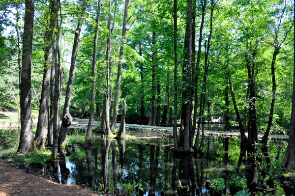 trees and a swampy pond
