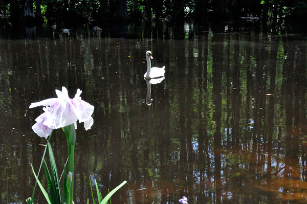 swan and a flower