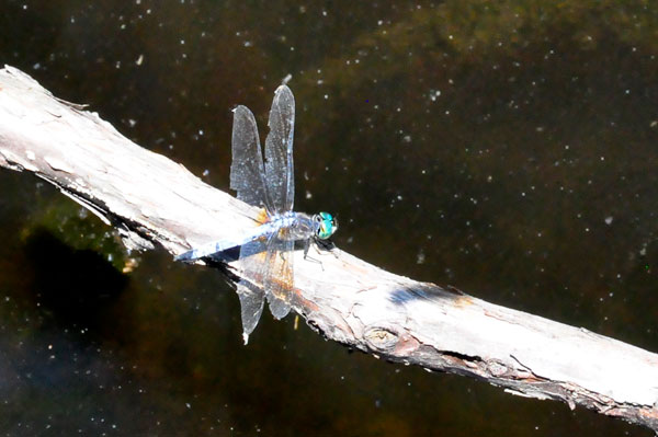 dragonfly