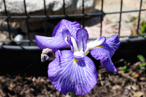 flower at Swan Lake Iris Gardens