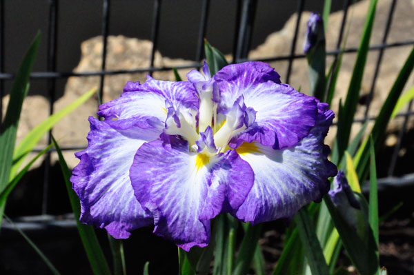 flower at Swan Lake Iris Gardens