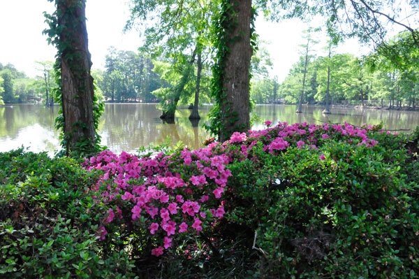 flower at Swan Lake Iris Gardens