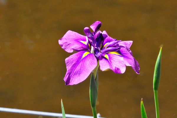 flower at Swan Lake Iris Gardens