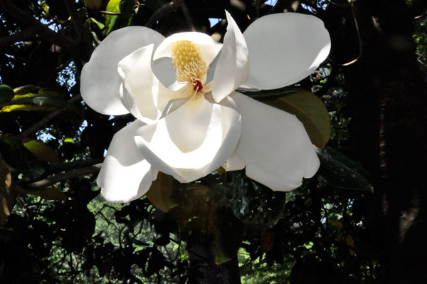 flower at Swan Lake Iris Gardens