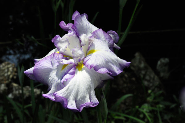 flower at Swan Lake Iris Gardens