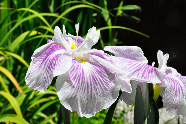 flower at Swan Lake Iris Gardens