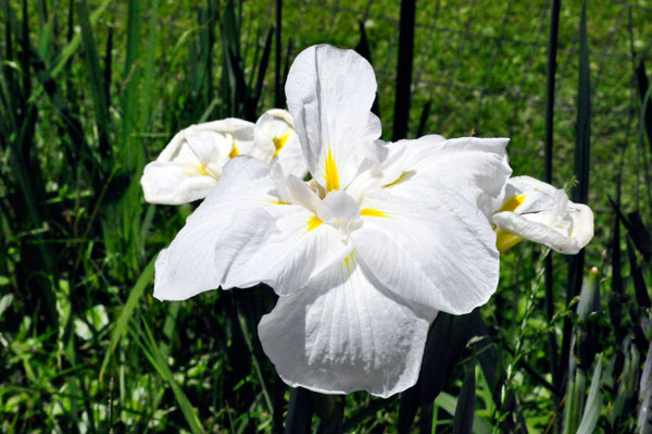 flower at Swan Lake Iris Gardens