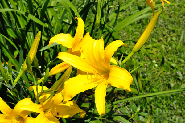 flower at Swan Lake Iris Gardens