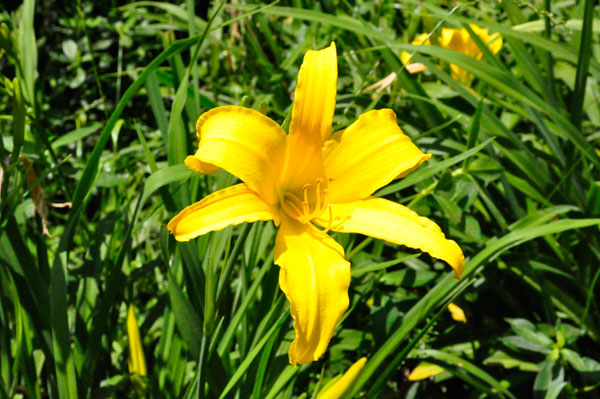 flower at Swan Lake Iris Gardens