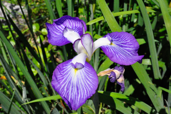 flower at Swan Lake Iris Gardens