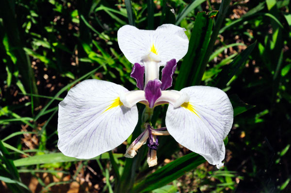 flower at Swan Lake Iris Gardens