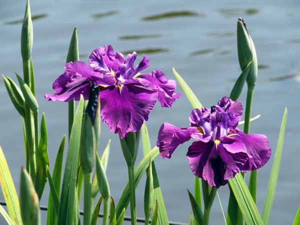 flower at Swan Lake Iris Gardens