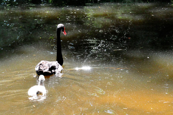 swan and baby