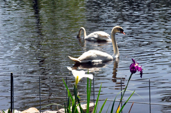swans and flowers
