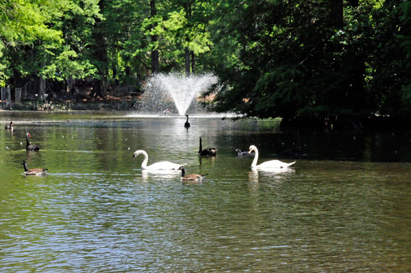 water fountain and swans