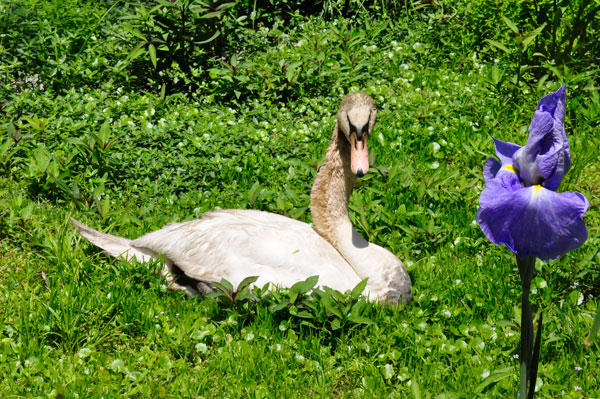 swan and a flower