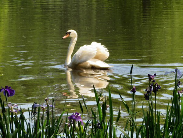swan and flowers