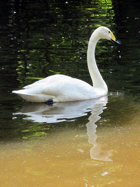 swan