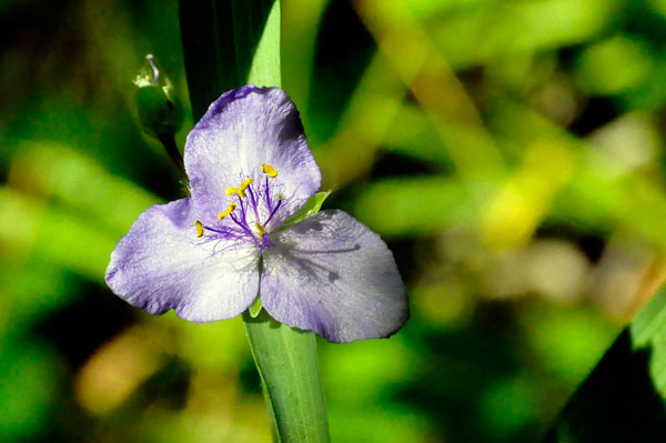 flower on the trail