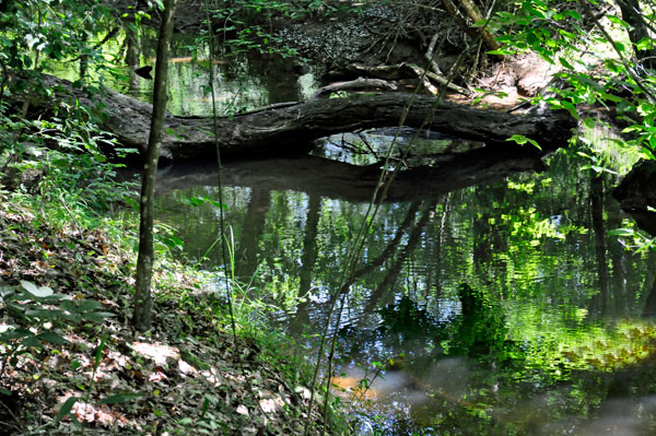 fallen tree and reflection in water