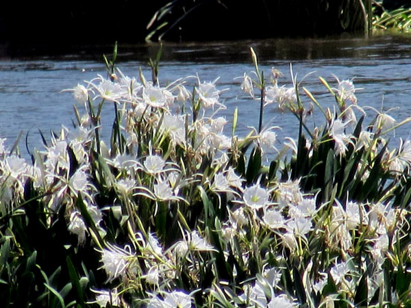 Spider Lilies