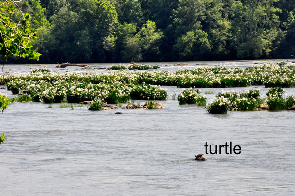 Spider Lilies and a turtle