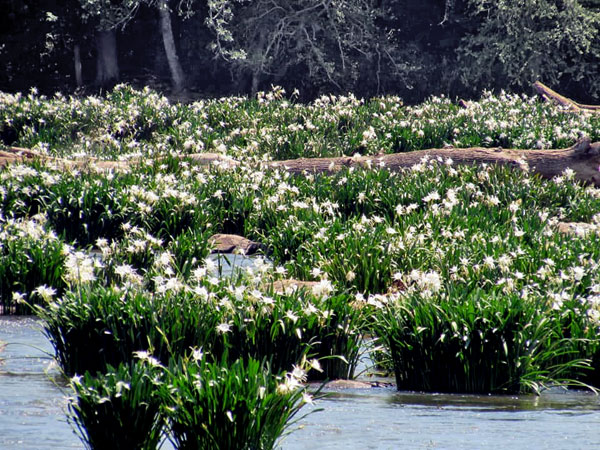 Spider Lilies