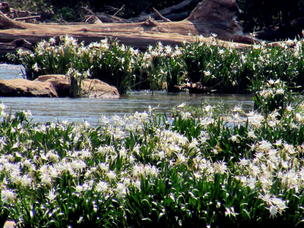 Spider Lilies