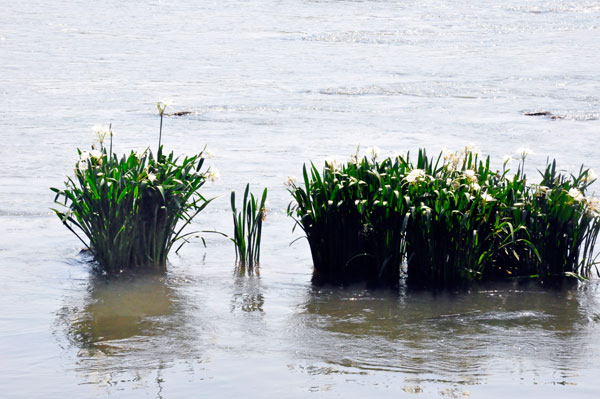 Spider Lilies