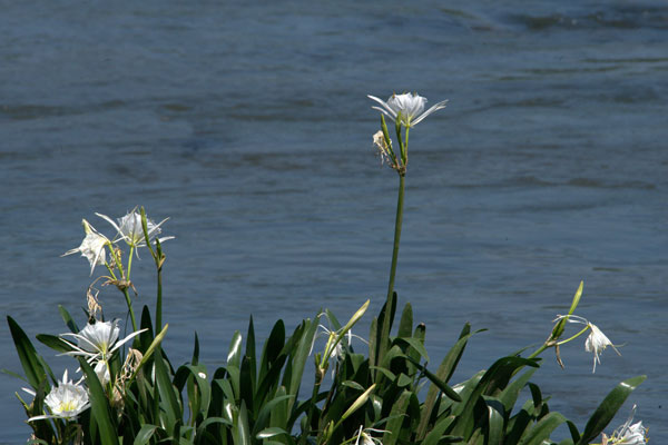 Spider Lilies