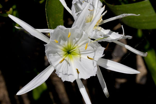 Spider Lilies