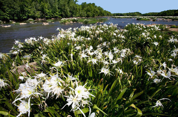 Spider Lilies