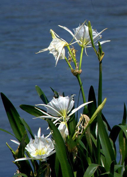 Spider Lilies