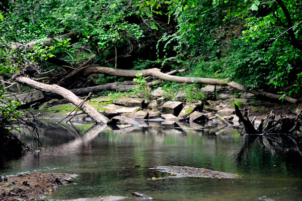 river and tree limbs