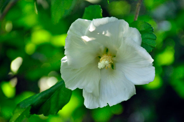 white flower