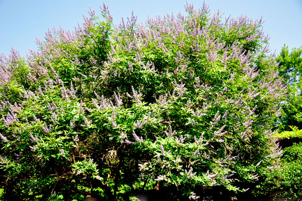 flower tree