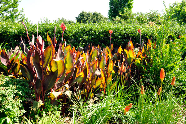 red hot flowers