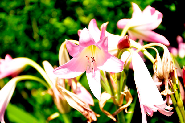 flowers