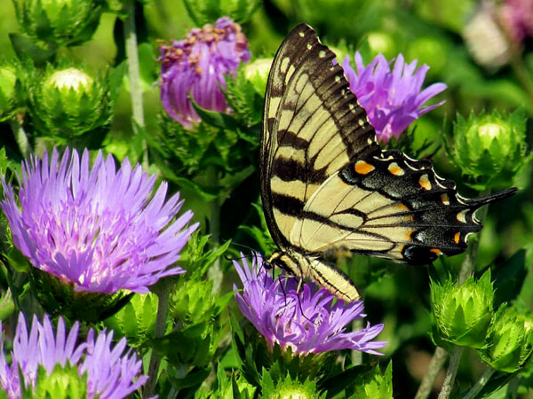 flowers and butterfly