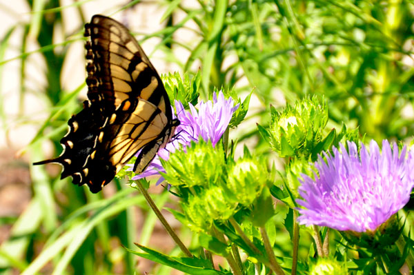 flowers and butterfly