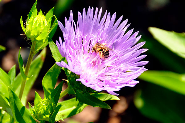 flower and bee