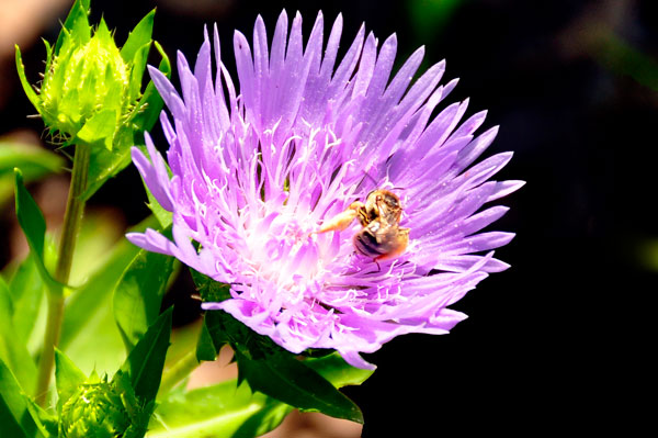 flower and bee