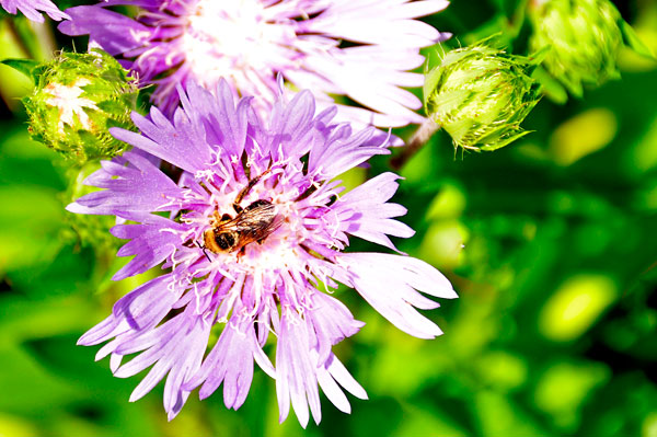 Stoke's Aster