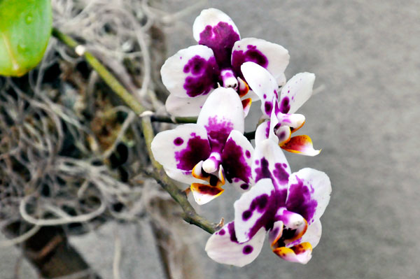 orchids